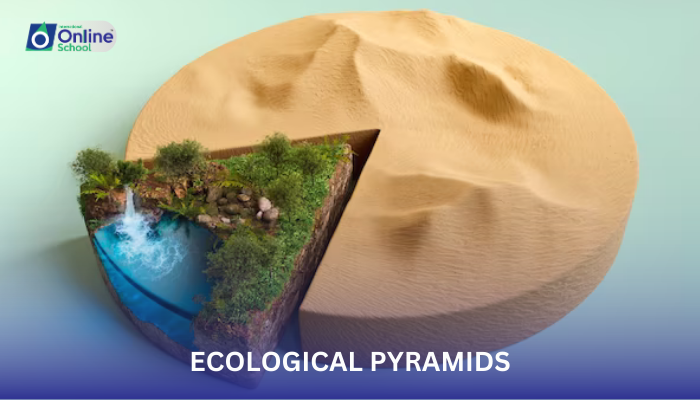 Lesson 08: Ecological Pyramids